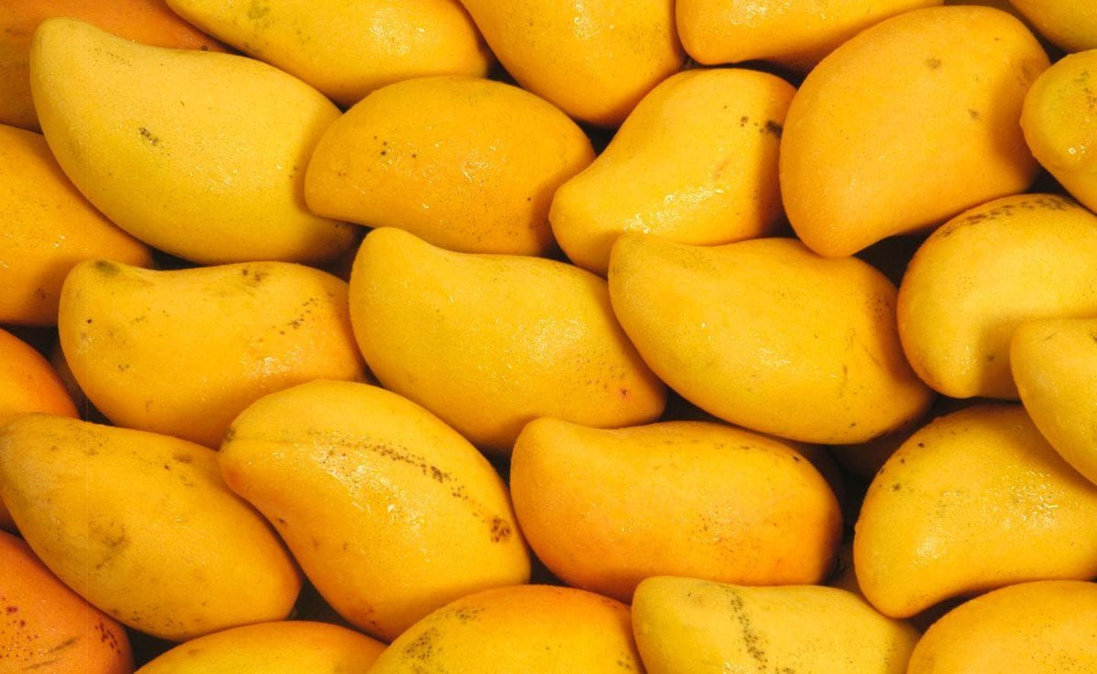 Fresh Mangoes